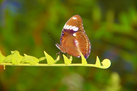 Sabah butterflyの写真素材