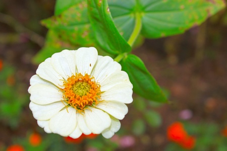 Tropical flower grow in Sabah Highlandの写真素材