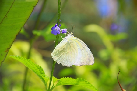 Borneo butterfly