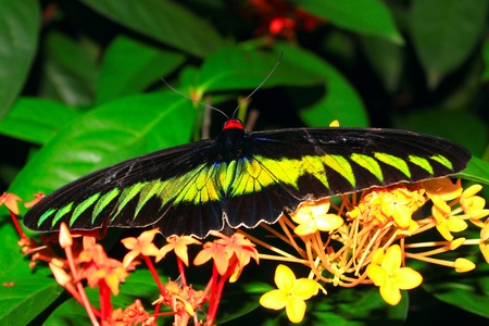 Beautiful and colorful butterfly species at Butterfly Park, Kuala Lumpur, Malaysia