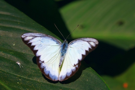 Beautiful and colorful butterfly species at Butterfly Park, Kuala Lumpur, Malaysia