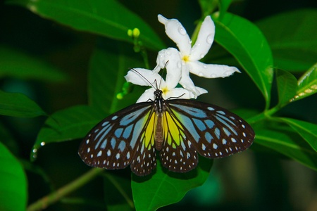 Beautiful and colorful butterfly species at Butterfly Park, Kuala Lumpur, Malaysia