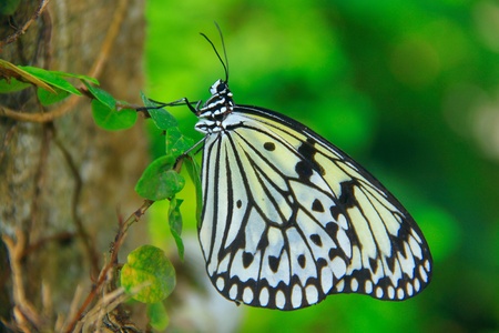 Beautiful and colorful butterfly species at Penang Butterfly Park, Pulau Pinang, Malaysiaの写真素材
