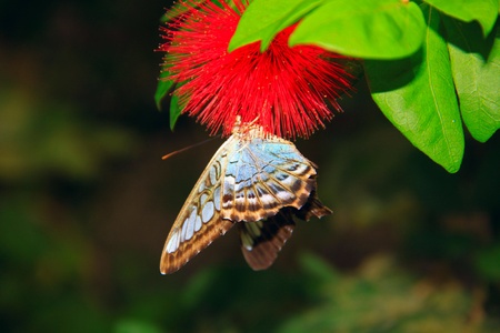 Beautiful and colorful butterfly species at Penang Butterfly Park, Pulau Pinang, Malaysiaの写真素材