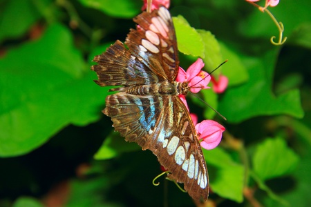 Beautiful and colorful butterfly species at Penang Butterfly Park, Pulau Pinang, Malaysiaの写真素材