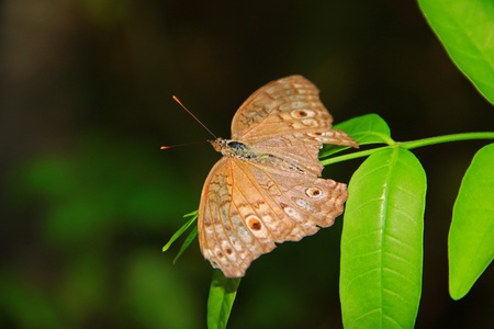 Beautiful and colorful butterfly species at Penang Butterfly Park, Pulau Pinang, Malaysiaの写真素材