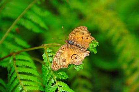 Beautiful and colorful butterfly species at Penang Butterfly Park, Pulau Pinang, Malaysia
