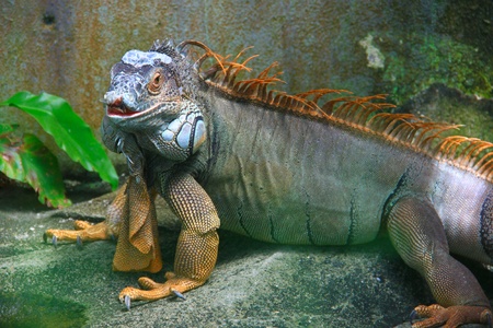 Wild giant iguana at Penang Butterfly Park, Malaysiaの写真素材