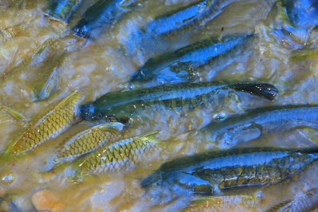 Massage fish at Luanti Village River, Ranau, Sabah, Malaysi