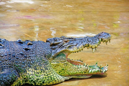 Borneo crocodile at Crocodile Farm Sandakan, Sabah, Malaysiaの写真素材
