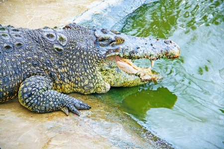Borneo crocodile at Crocodile Farm Sandakan, Sabah, Malaysia