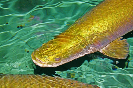 Arapaima fish with golden scale at Crocodile Farm Sandakan, Sabahの写真素材