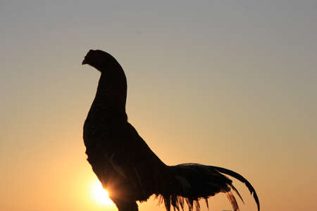 beautiful close-up view of cock opposite sun in sunset time in the countryside.の写真素材