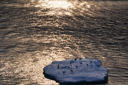 Birds on Iceberg in Alaska