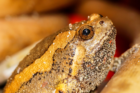 closeup frogの写真素材