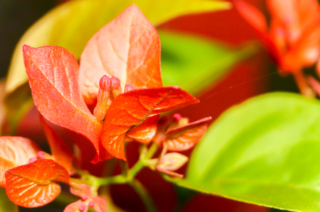 closeup flowers at the forestの写真素材