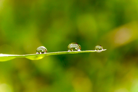 closeup beautiful morning dewの写真素材