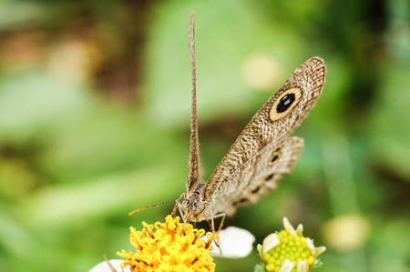 a butterfly collecting nectar on flowerの写真素材