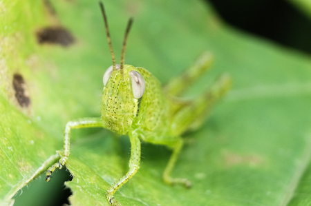 closeup grasshopper.selective focus.の写真素材