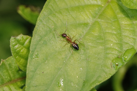 selective focus on ant on green leafの写真素材