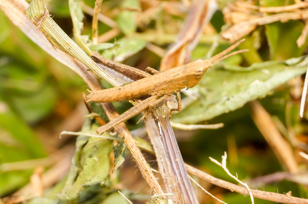 closeup grasshopper.selective focus.の写真素材