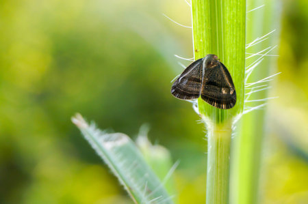 butterfly sitting on grass.selective focus.の写真素材