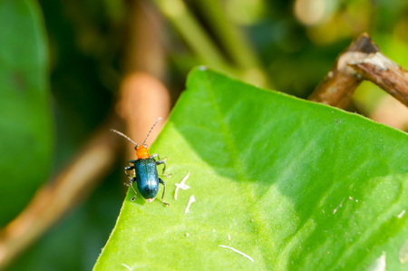 beetle sitting on green leafの写真素材