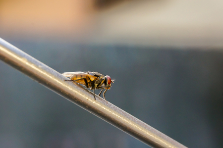 common house flyの写真素材