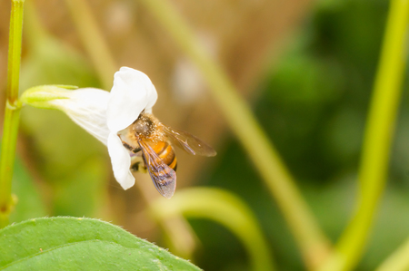 bee on white flowerの写真素材