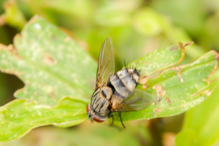 common house flyの写真素材