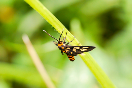 yellow butterfly standing on grassの写真素材