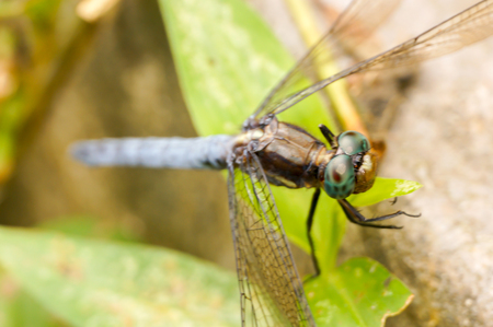 closeup dragonfly at the forestの写真素材