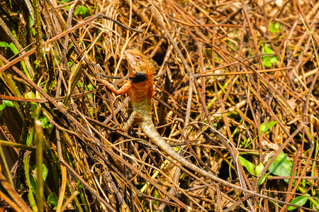 young chameleonの写真素材