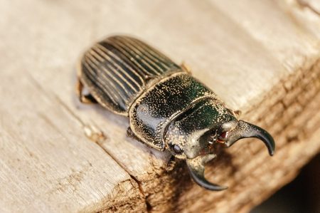 closeup beetle on the brown woodの写真素材