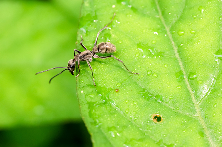 closeup ant on grassの写真素材