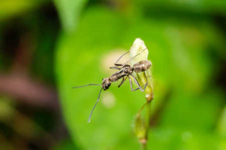 closeup ant on grassの写真素材