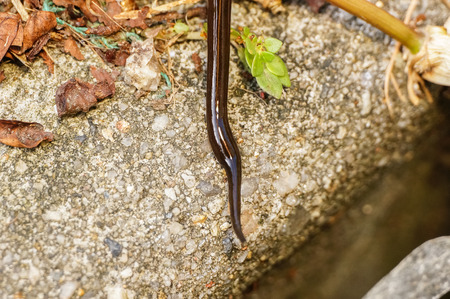leech on the stoneの写真素材