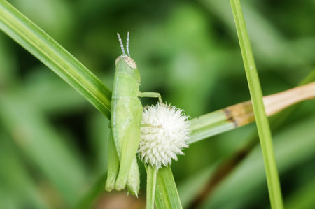 closeup grasshopper on leavesの写真素材