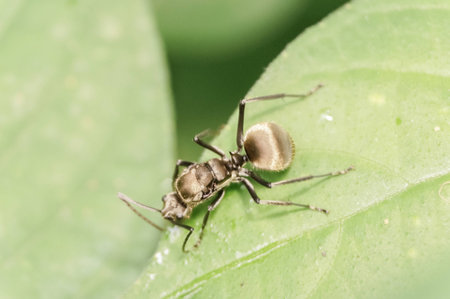 closeup giant ant on grassの写真素材