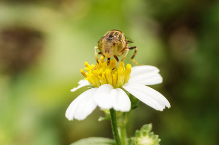 a bee collecting nectar on flowerの写真素材