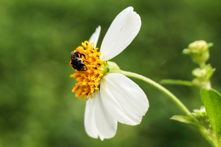 a bee collecting nectar on flowerの写真素材