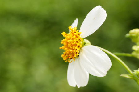 closeup flower at the forestの写真素材