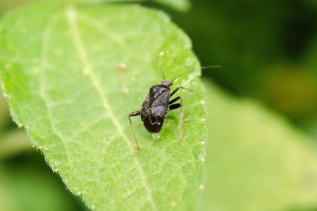 closeup beetle on grassの写真素材