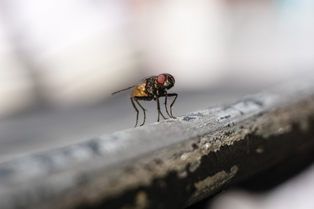 common house flyの写真素材