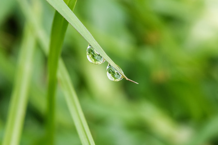 closeup morning dewの写真素材