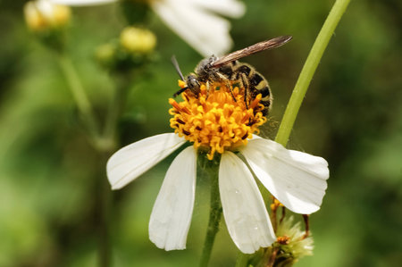 a bee collecting nectar on flowerの写真素材