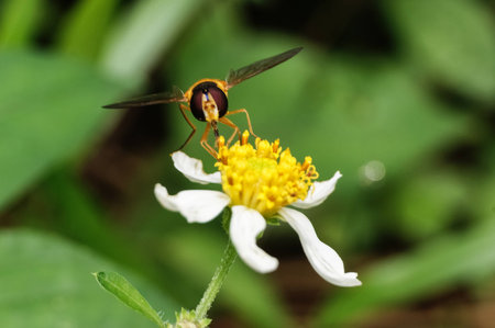 a bee collecting nectar on flowerの写真素材