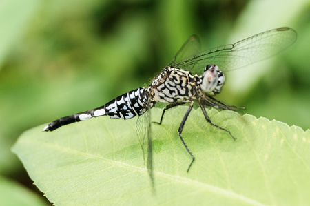 beautiful dragonfly in the forestの写真素材
