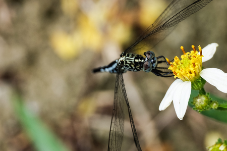beautiful dragonfly in the forestの写真素材