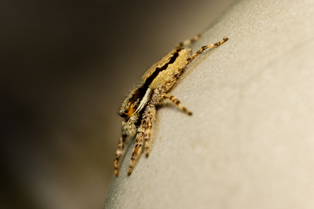 common jumping spiderの写真素材